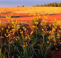 Royal Botanic Gardens Victoria Cranbourne - Yamba Accommodation