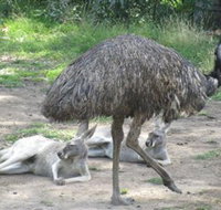 Bundoora Park - Yamba Accommodation