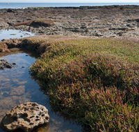 Ricketts Point Marine Sanctuary - Yamba Accommodation