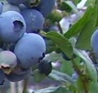 Tuckerberry Hill - Yamba Accommodation