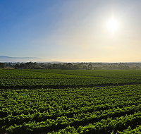 GREENSTONE VINEYARDS - Yamba Accommodation