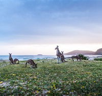 Pebbly Beach - Yamba Accommodation