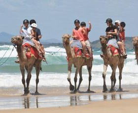 Camel Rides With Coffs Coast Camels - Yamba Accommodation 0