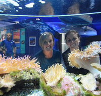 Solitary Islands Aquarium - Yamba Accommodation