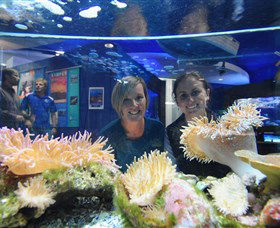 Solitary Islands Aquarium - Yamba Accommodation 0
