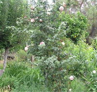 Tombstone Estate Vineyard - Yamba Accommodation