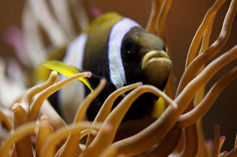 Solitary Islands Aquarium - Yamba Accommodation 1