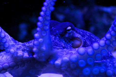 Solitary Islands Aquarium - Yamba Accommodation 2