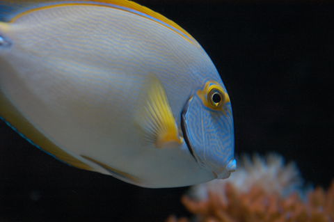 Solitary Islands Aquarium - Yamba Accommodation 3