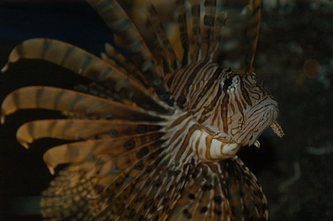 Solitary Islands Aquarium - Yamba Accommodation 4