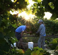 Oakdene Vineyards Restaurant and Cellar Door - Yamba Accommodation