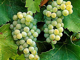 Clover Hill Vineyard - Yamba Accommodation 0