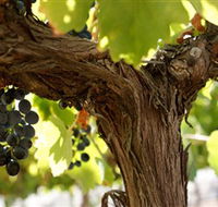 Blackjack Vineyards - Yamba Accommodation