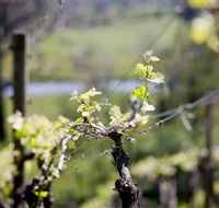 Whistling Eagle Vineyard - Yamba Accommodation