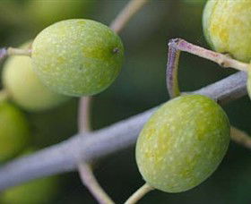 Montalto Vineyard And Olive Grove - Yamba Accommodation 0