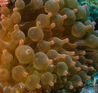 Coral Gardens Dive Site Mooloolaba - Yamba Accommodation