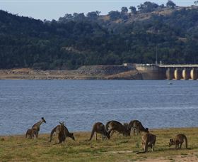 Inland Waters Holiday Parks Wyangala Waters - Yamba Accommodation 3