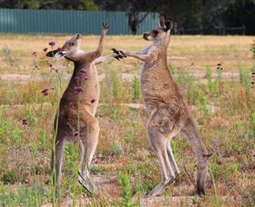 Inland Waters Holiday Parks Wyangala Waters - Yamba Accommodation 2