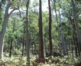 Cathedral Range State Park - Yamba Accommodation 0