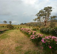 Damasque Rose Oil Farm - Yamba Accommodation