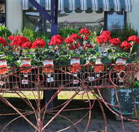 Van Loon's Nursery - Yamba Accommodation