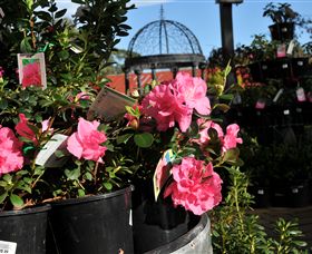 Van Loon's Nursery - Yamba Accommodation 1