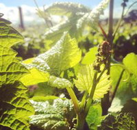 Punt Road Winery - Yamba Accommodation