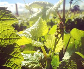 Punt Road Winery - Yamba Accommodation 0
