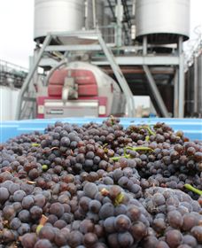 Punt Road Winery - Yamba Accommodation 4