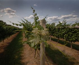 Punt Road Winery - Yamba Accommodation 7