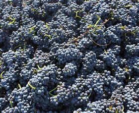 Punt Road Winery - Yamba Accommodation 6