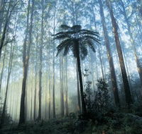 Yarra Ranges National Park - Yamba Accommodation
