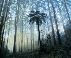 Yarra Ranges National Park - Yamba Accommodation 0