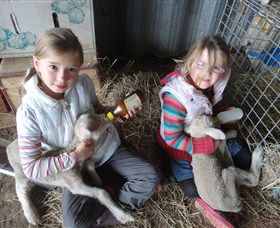 Bathurst Farm Experience - Yamba Accommodation 4