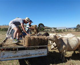 Bathurst Farm Experience - Yamba Accommodation 5