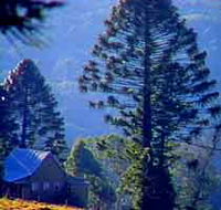 Bunya Mountains National Park - Yamba Accommodation