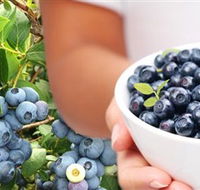 Jolly Berries - Yamba Accommodation