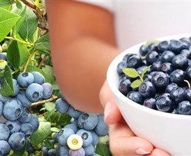 Jolly Berries - Yamba Accommodation 0