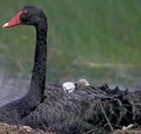 French Island Marine National Park - Yamba Accommodation