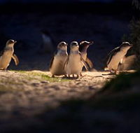 Phillip Island Nature Parks - Yamba Accommodation