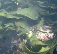 Churchill Island Marine National Park - Yamba Accommodation