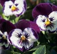 Newtown Park State Rose Garden - Yamba Accommodation