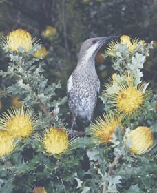 Dryandra Woodland - Yamba Accommodation 1