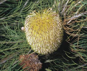 Dryandra Woodland - Yamba Accommodation 3