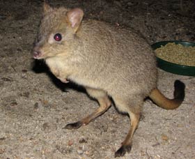 Barna Mia Native Animal Sanctuary - Yamba Accommodation 1