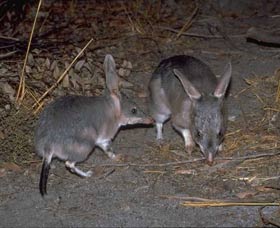 Barna Mia Native Animal Sanctuary - Yamba Accommodation 2