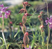 Carnamah-Eneabba Wildflower Drive - Yamba Accommodation