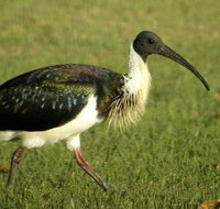 Toowoomba Water Bird Habitat - Yamba Accommodation