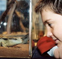 Canberra Reptile Zoo - Yamba Accommodation