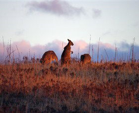 Dingo Tours - Yamba Accommodation 0